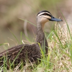 Anas superciliosa (Pacific Black Duck) at West Wodonga, VIC - 13 Sep 2021 by Kyliegw