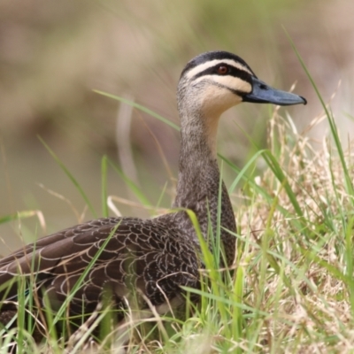 Anas superciliosa (Pacific Black Duck) at Felltimber Creek NCR - 13 Sep 2021 by Kyliegw