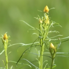 Xerochrysum viscosum (Sticky Everlasting) at Wodonga - 13 Sep 2021 by Kyliegw