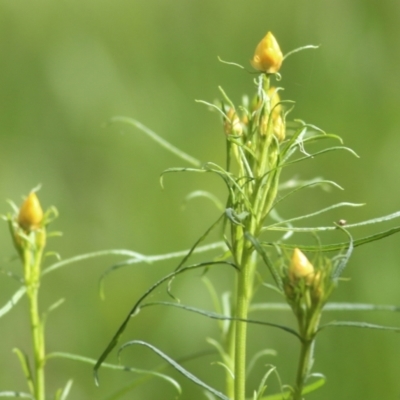 Xerochrysum viscosum (Sticky Everlasting) at Felltimber Creek NCR - 13 Sep 2021 by Kyliegw