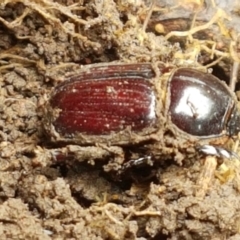Unidentified Scarab beetle (Scarabaeidae) (TBC) at Holt, ACT - 13 Sep 2021 by tpreston