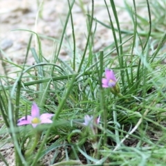 Romulea rosea var. australis (Onion Grass) at Felltimber Creek NCR - 13 Sep 2021 by KylieWaldon