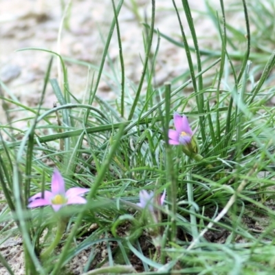 Romulea rosea var. australis (Onion Grass) at Felltimber Creek NCR - 13 Sep 2021 by KylieWaldon