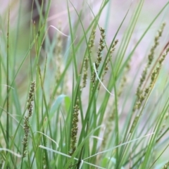 Carex appressa (Tall Sedge) at Wodonga - 13 Sep 2021 by Kyliegw