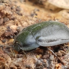 Pterohelaeus striatopunctatus (Darkling beetle) at Holt, ACT - 13 Sep 2021 by trevorpreston