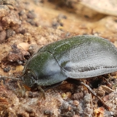 Pterohelaeus striatopunctatus (Darkling beetle) at Woodstock Nature Reserve - 13 Sep 2021 by trevorpreston
