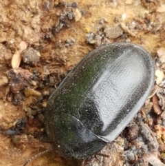 Pterohelaeus striatopunctatus at Holt, ACT - 13 Sep 2021