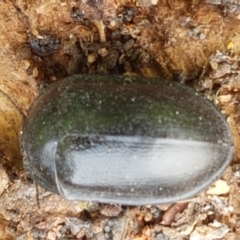 Pterohelaeus striatopunctatus at Holt, ACT - 13 Sep 2021