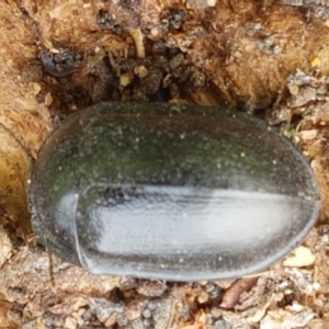 Pterohelaeus striatopunctatus at Holt, ACT - 13 Sep 2021