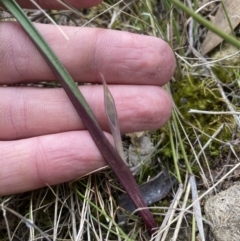 Thelymitra (Genus) (Sun Orchid) at Fadden, ACT - 13 Sep 2021 by RangerJim