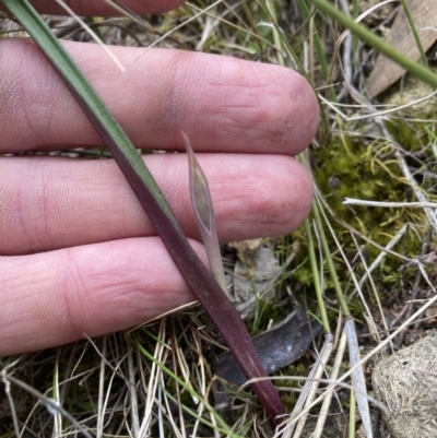 Thelymitra sp. (A Sun Orchid) at Wanniassa Hill - 13 Sep 2021 by RangerJim