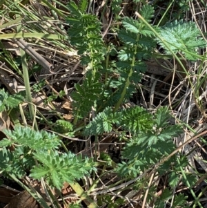 Acaena (genus) at Bruce, ACT - 8 Sep 2021