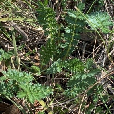 Acaena sp. (A Sheep's Burr) at Bruce, ACT - 8 Sep 2021 by JVR