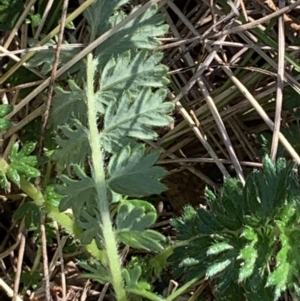 Acaena (genus) at Bruce, ACT - 8 Sep 2021