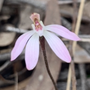 Caladenia fuscata at O'Connor, ACT - suppressed