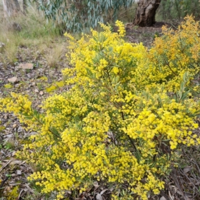 Acacia pycnantha (Golden Wattle) at Farrer, ACT - 13 Sep 2021 by Mike