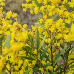 Acacia pycnantha at Farrer, ACT - 13 Sep 2021