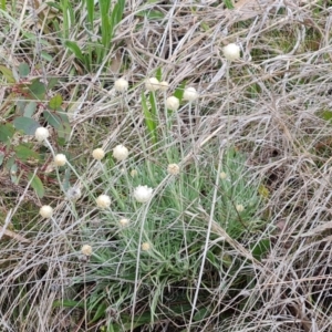 Leucochrysum albicans subsp. tricolor at Isaacs, ACT - 13 Sep 2021