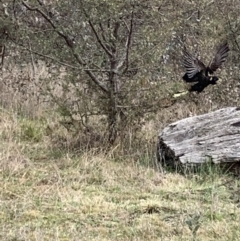 Zanda funerea (Yellow-tailed Black-Cockatoo) at O'Connor, ACT - 26 Aug 2021 by KazzaC