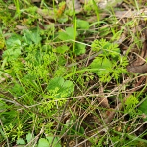 Daucus glochidiatus at Isaacs, ACT - 13 Sep 2021