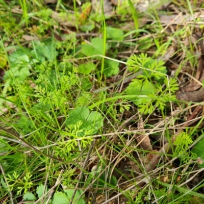 Daucus glochidiatus (Australian Carrot) at Isaacs, ACT - 13 Sep 2021 by Mike