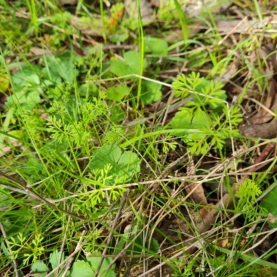 Daucus glochidiatus (Australian Carrot) at Isaacs, ACT - 13 Sep 2021 by Mike