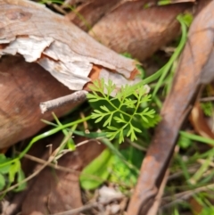 Daucus glochidiatus at Isaacs, ACT - 13 Sep 2021