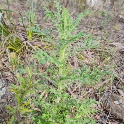 Senecio bathurstianus (Rough Fireweed) at Farrer Ridge - 13 Sep 2021 by Mike