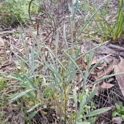 Senecio quadridentatus (Cotton Fireweed) at Isaacs, ACT - 13 Sep 2021 by Mike