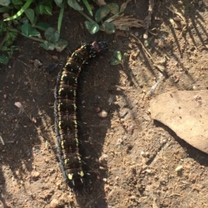 Apina callisto at Garran, ACT - 13 Sep 2021