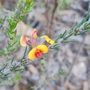 Dillwynia sericea at Farrer, ACT - 13 Sep 2021