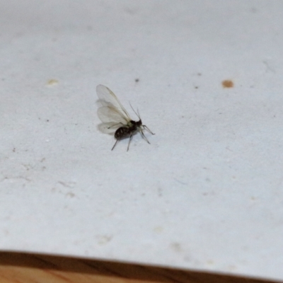 Aphididae (family) (Unidentified aphid) at Wodonga, VIC - 13 Sep 2021 by KylieWaldon