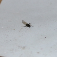 Aphididae (family) at Wodonga, VIC - 13 Sep 2021 04:10 PM
