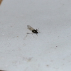 Aphididae (family) at Wodonga, VIC - 13 Sep 2021