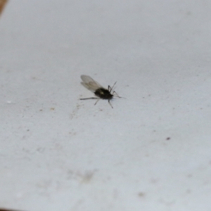 Aphididae (family) at Wodonga, VIC - 13 Sep 2021 04:10 PM