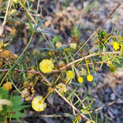 Acacia ulicifolia (Prickly Moses) at Farrer, ACT - 13 Sep 2021 by Mike