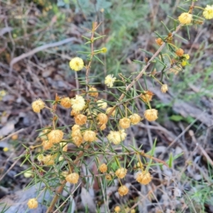 Acacia ulicifolia at Farrer, ACT - 13 Sep 2021 04:17 PM