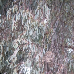 Manorina melanocephala (Noisy Miner) at Charles Sturt University - 12 Sep 2021 by Darcy