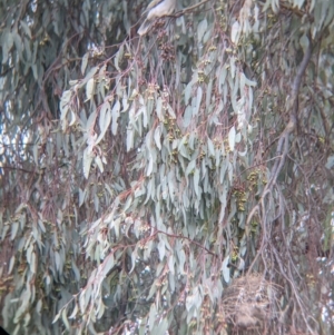 Manorina melanocephala at Thurgoona, NSW - 12 Sep 2021 11:43 AM