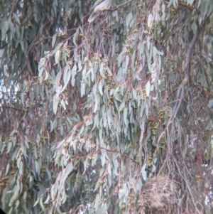 Manorina melanocephala at Thurgoona, NSW - 12 Sep 2021