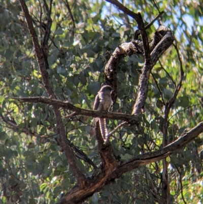 Cacomantis flabelliformis (Fan-tailed Cuckoo) at Chiltern-Mt Pilot National Park - 1 Aug 2021 by Darcy