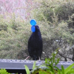 Ptilonorhynchus violaceus (Satin Bowerbird) at Burradoo, NSW - 13 Sep 2021 by GlossyGal