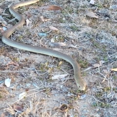 Pseudonaja textilis (Eastern Brown Snake) at Oak Valley, QLD - 24 Nov 2020 by sayoung15