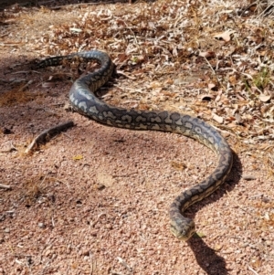 Morelia spilota mcdowelli at Rasmussen, QLD - 13 Dec 2020 09:07 AM