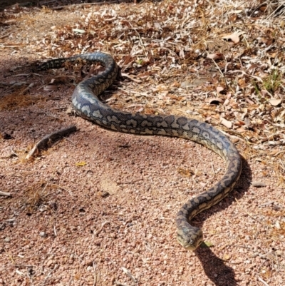Morelia spilota mcdowelli (Eastern, Coastal or McDowell's Carpet python) at Rasmussen, QLD - 12 Dec 2020 by sayoung15