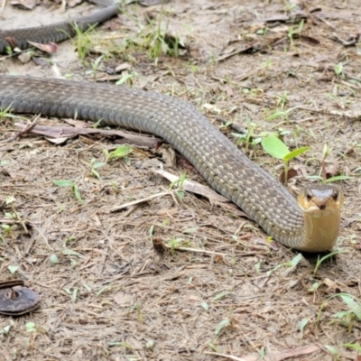 Tropidonophis mairii subsp. mairii (keelback, freshwater snake) at Rangewood, QLD - 29 Dec 2020 by sayoung15
