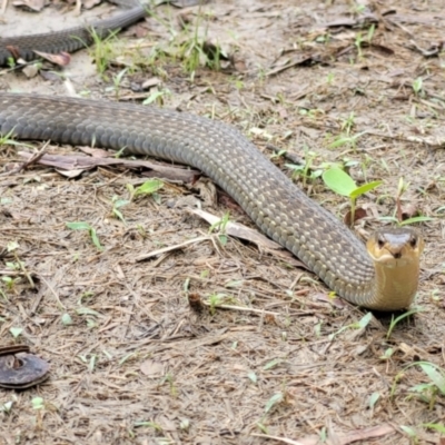 Tropidonophis mairii (Keelback, Freshwater Snake) at Rangewood, QLD - 28 Dec 2020 by sayoung15