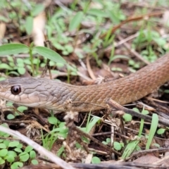 Tropidonophis mairii subsp. mairii (keelback, freshwater snake) at Alice River, QLD - 29 Dec 2020 by sayoung15
