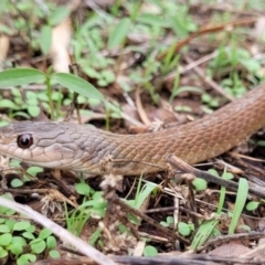 Tropidonophis mairii (Keelback, Freshwater Snake) at Alice River, QLD - 29 Dec 2020 by sayoung15