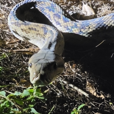 Simalia kinghorni (Australian scrub python, Scrub python, Amethystine python) at Hervey Range, QLD - 18 May 2021 by sayoung15